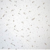 Потолочная панель ARTUS (Артус) 600x600x7